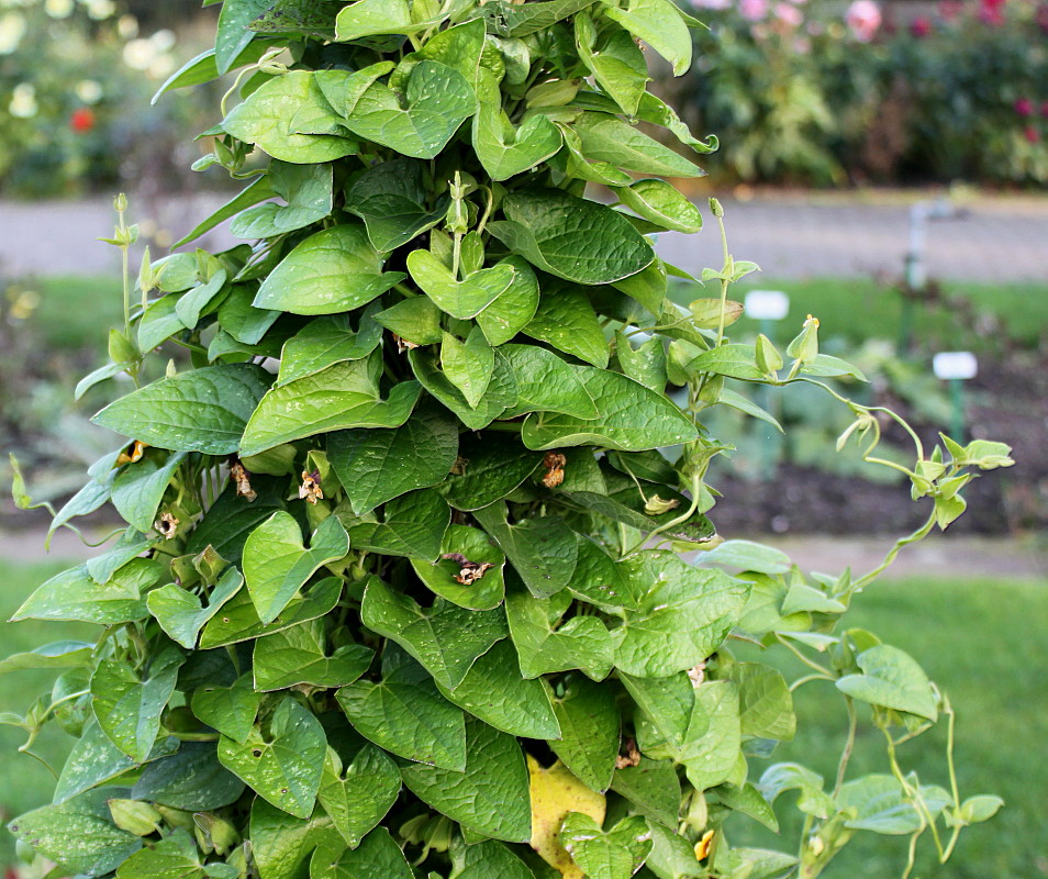 Изображение особи Thunbergia alata.