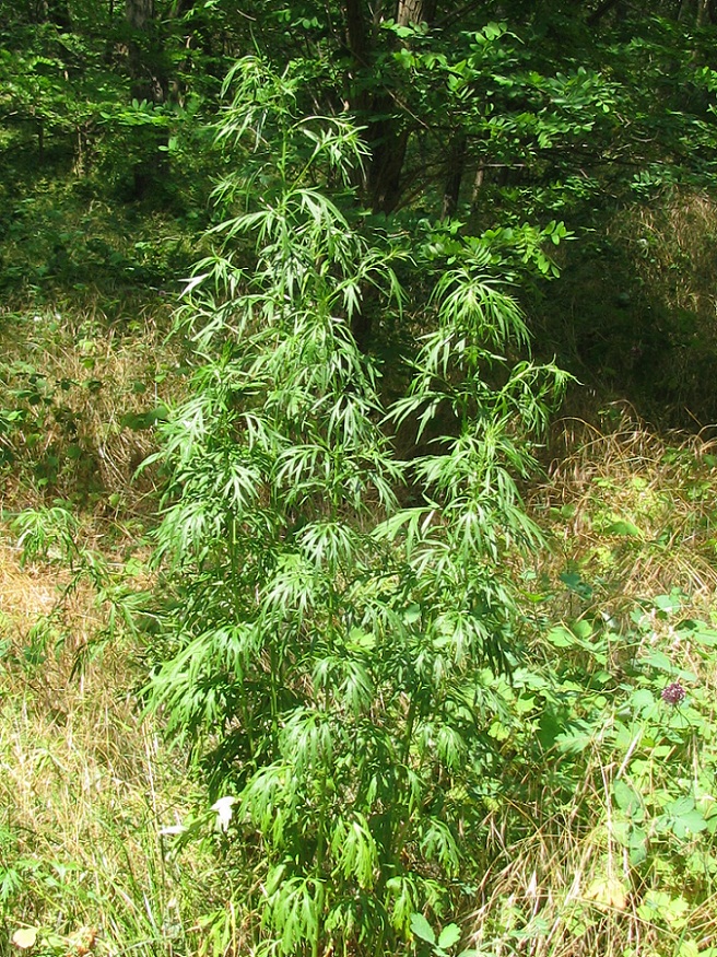 Изображение особи Artemisia vulgaris.