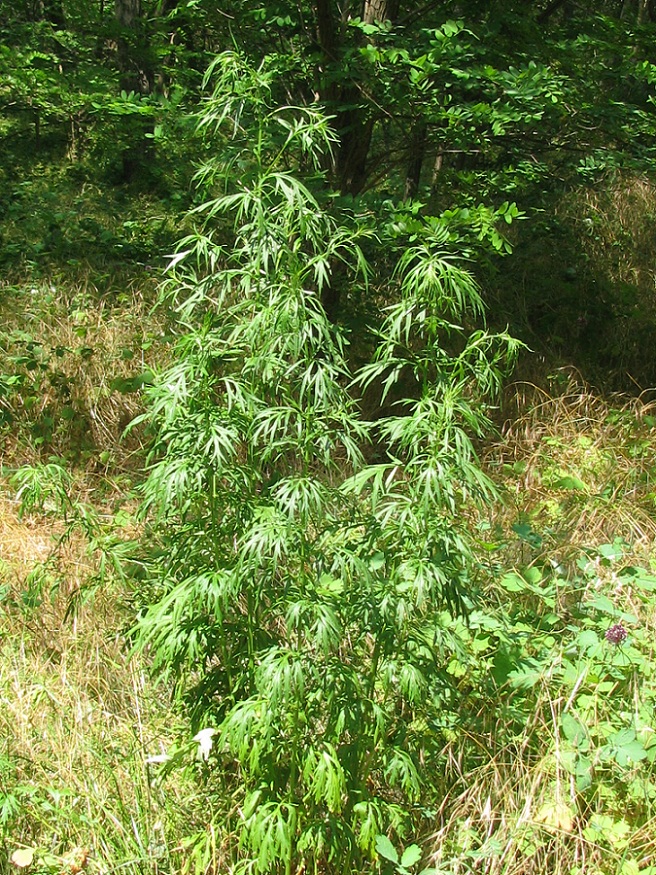 Image of Artemisia vulgaris specimen.