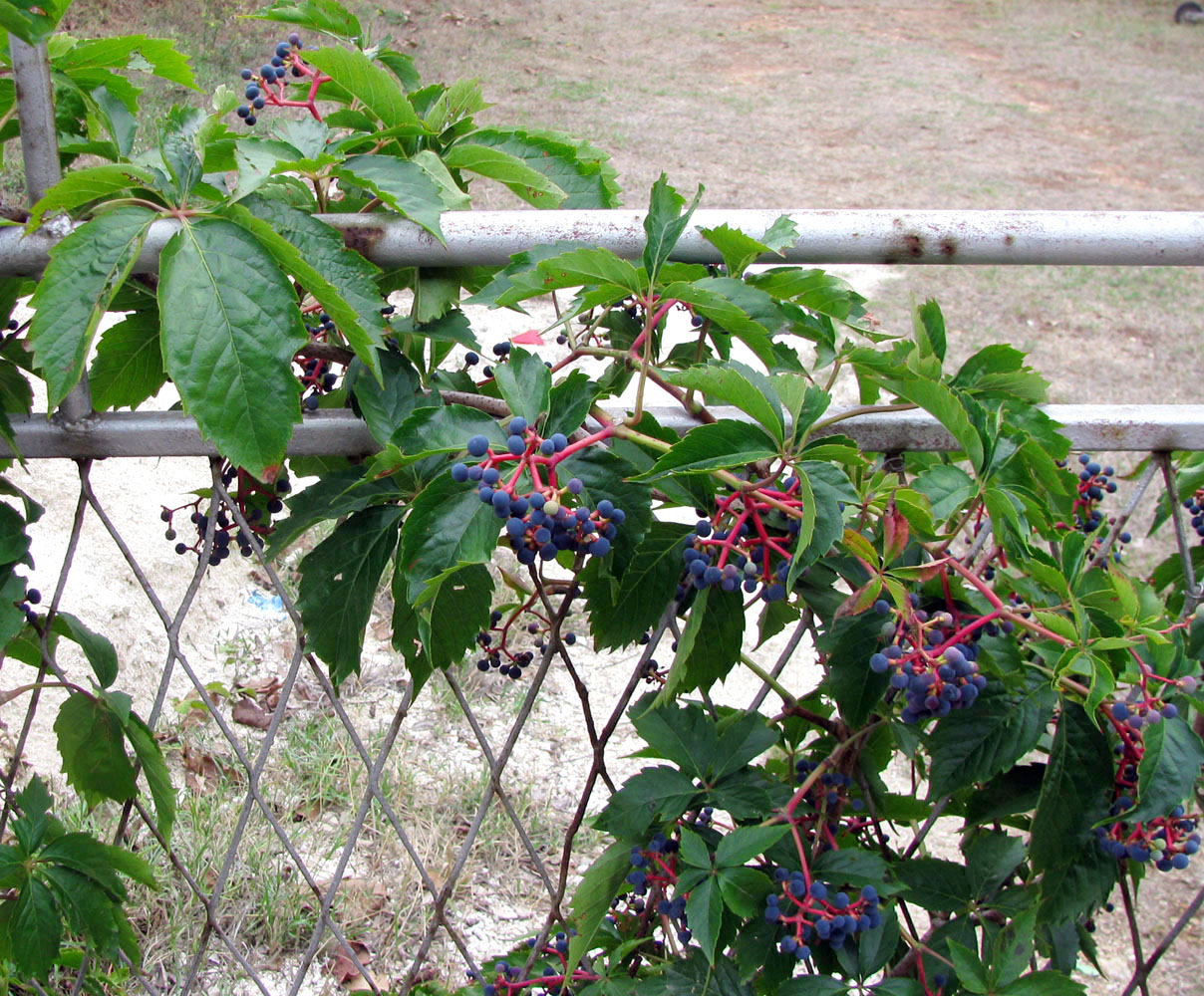 Как избавиться от дикого винограда. Дикий виноград вдовий. Parthenocissus quinquefolia. Дикий виноград ростки. Дикий виноград ягоды.