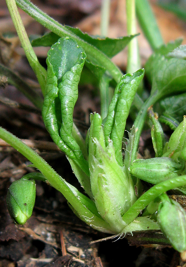 Image of Viola suavis specimen.