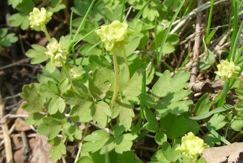Изображение особи Adoxa moschatellina.