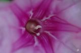 Ipomoea pes-caprae