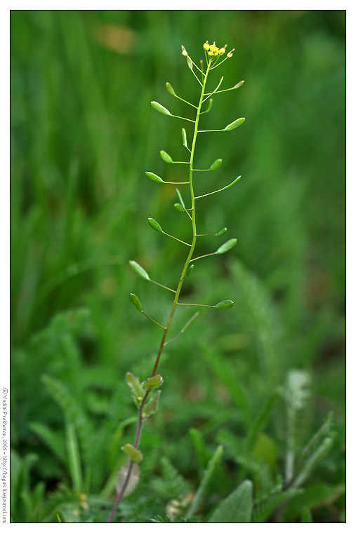 Image of Draba nemorosa specimen.