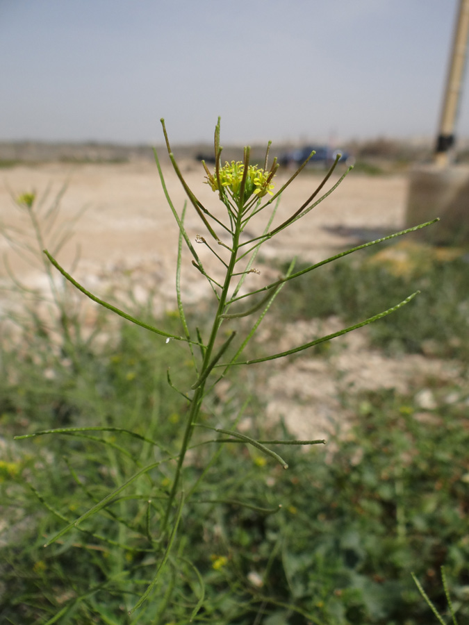 Изображение особи род Sisymbrium.