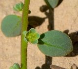 Andrachne telephioides