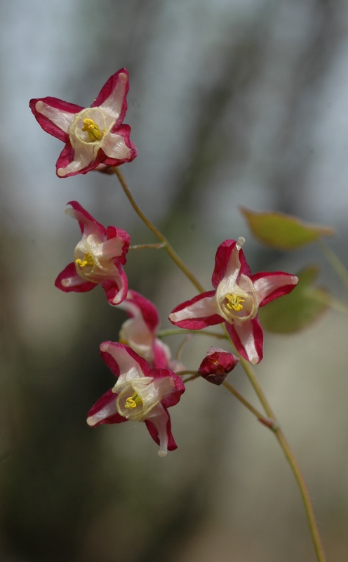 Изображение особи Epimedium rubrum.