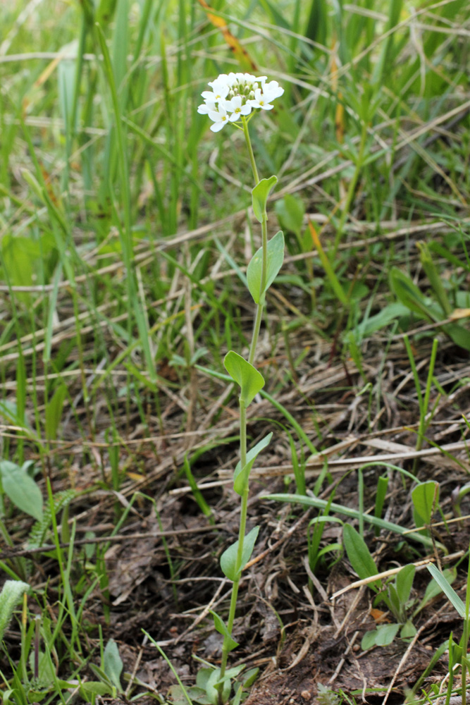 Изображение особи Noccaea ferganensis.