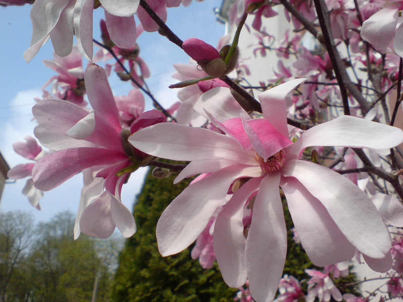 Image of Magnolia stellata specimen.