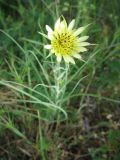 Tragopogon dubius