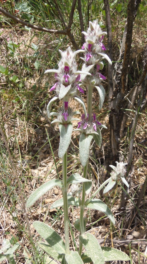 Изображение особи Stachys cretica.