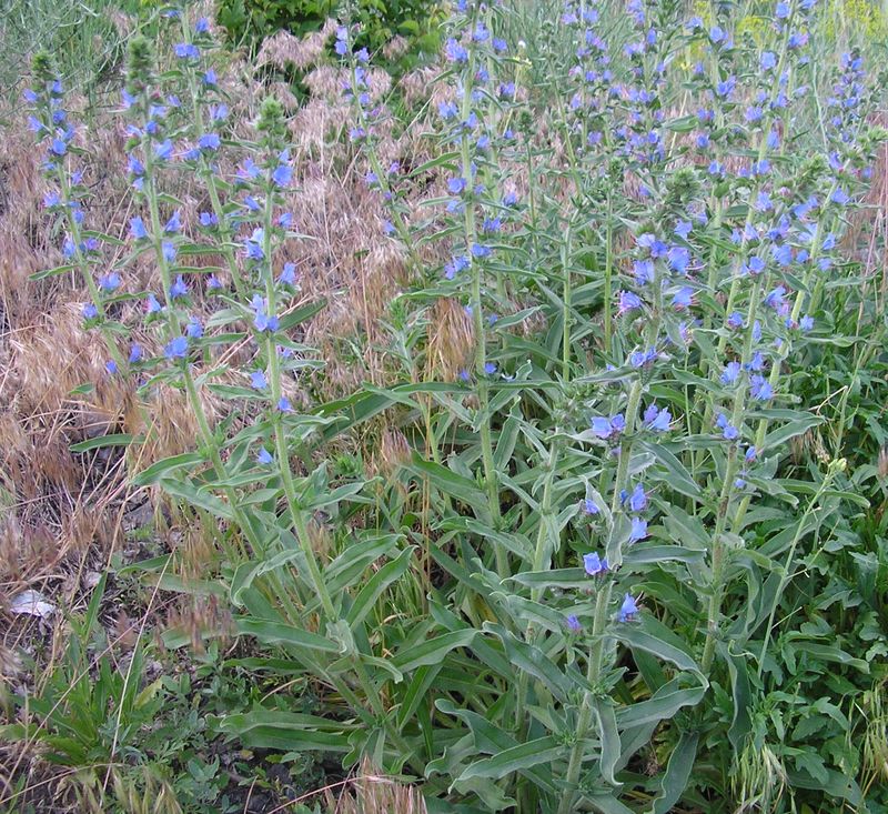 Изображение особи Echium vulgare.