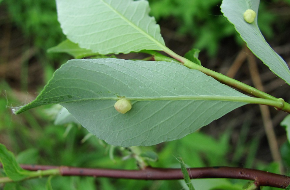 Image of Salix phylicifolia specimen.