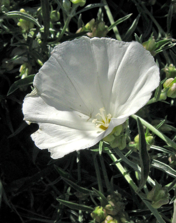 Image of Convolvulus holosericeus specimen.