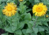 genus Inula