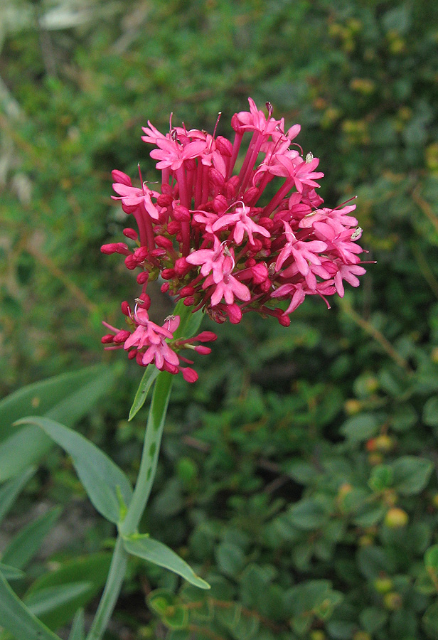 Image of Centranthus ruber specimen.