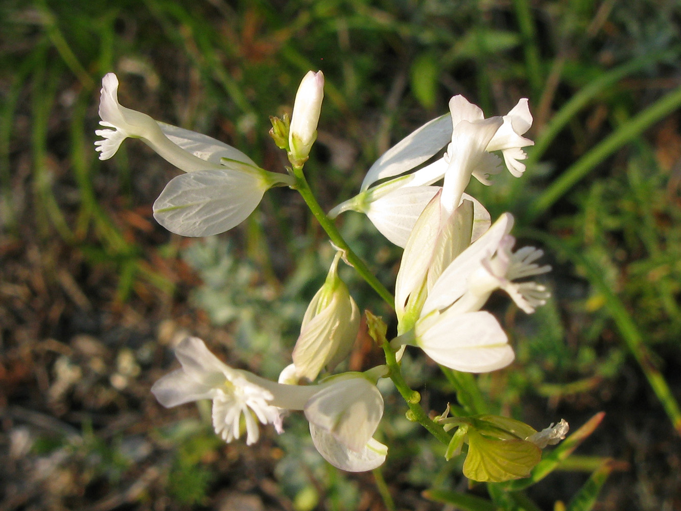Image of Polygala major specimen.