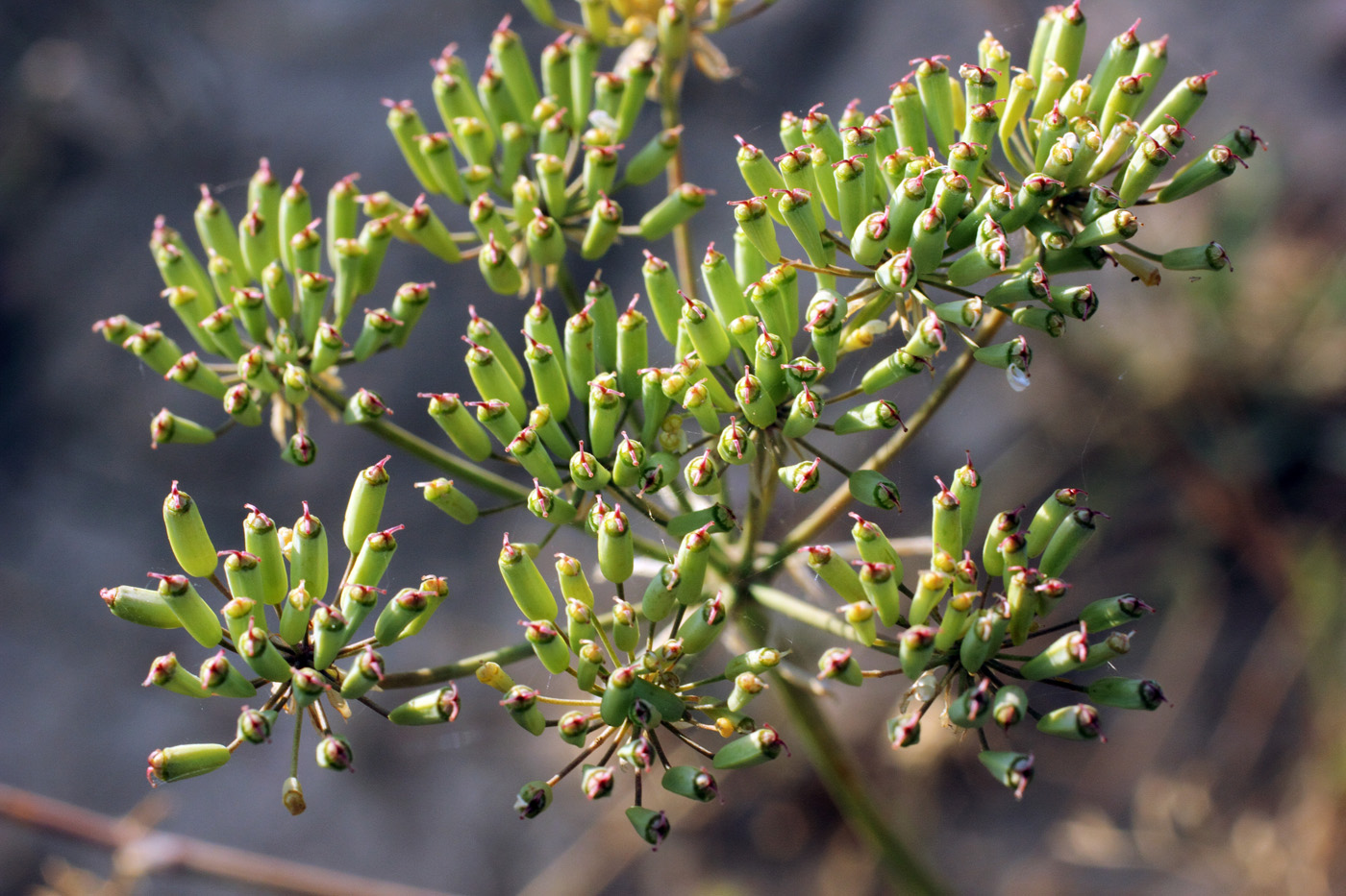 Image of Oedibasis apiculata specimen.