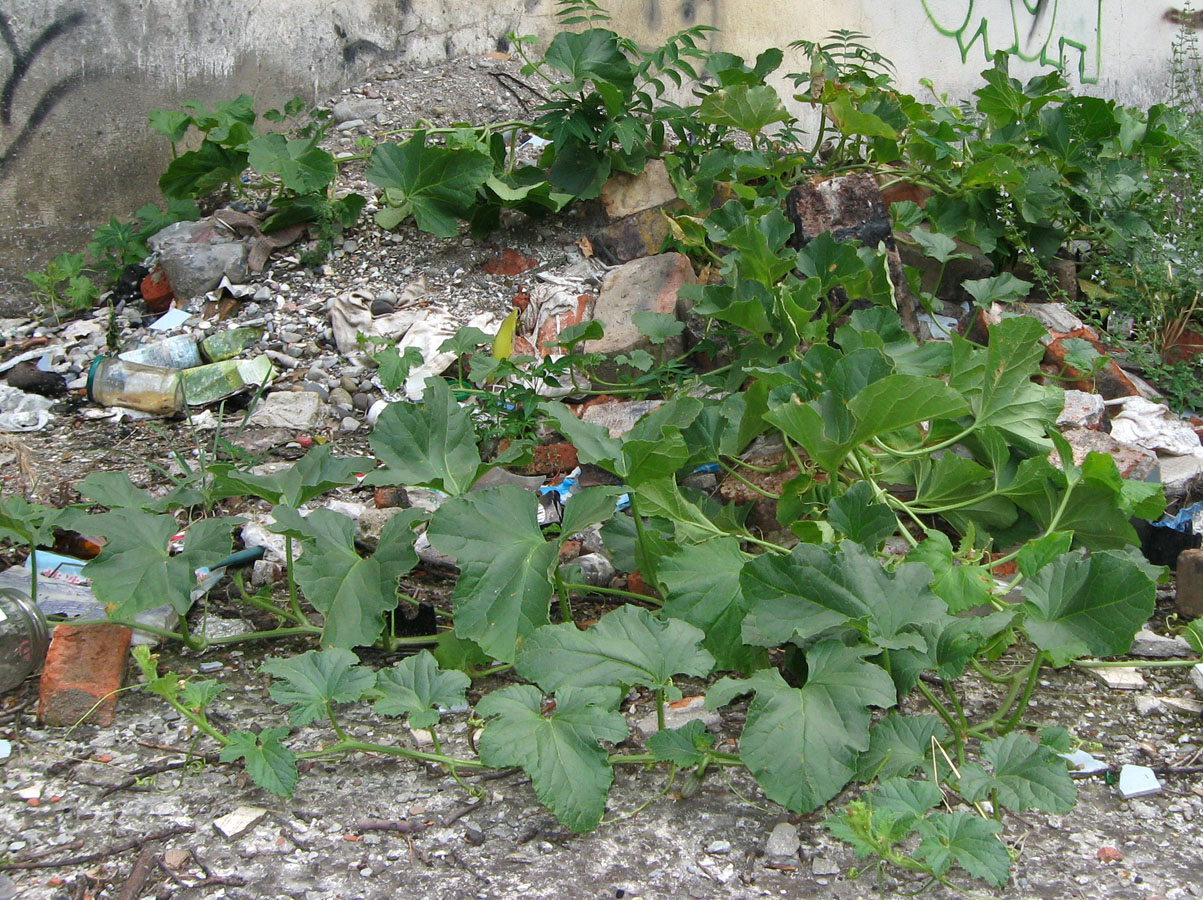 Image of Cucurbita pepo specimen.