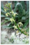 Matthiola fragrans