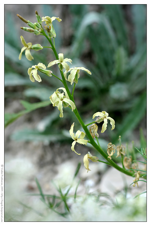 Изображение особи Matthiola fragrans.