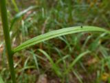 Campanula persicifolia. Лист. Чувашия, окр. г. Шумерля, урочище \"Торф\". 6 августа 2013 г.