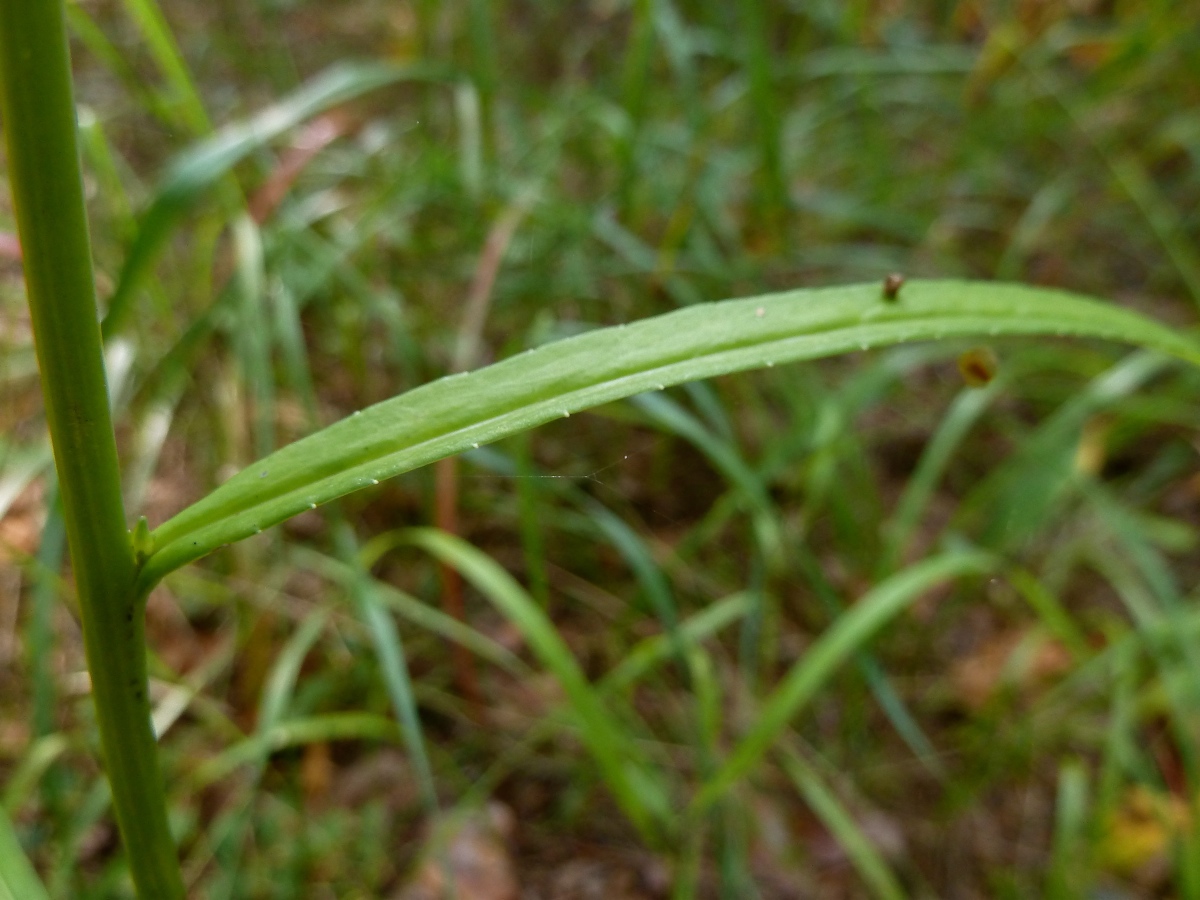 Image of Campanula persicifolia specimen.