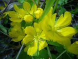 Lysimachia nummularia