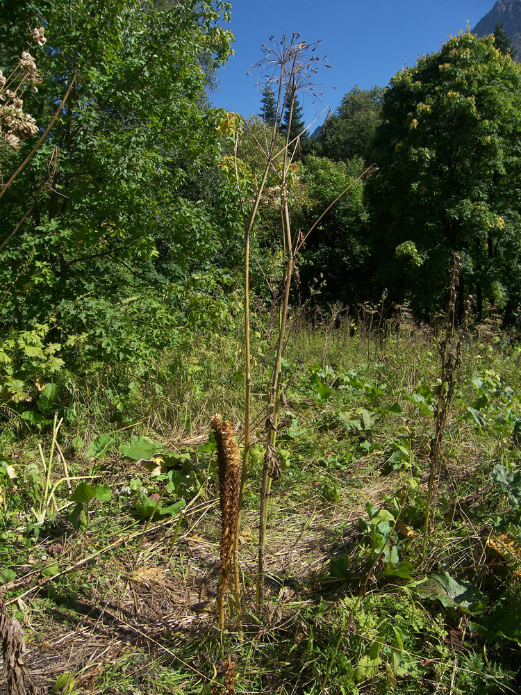 Image of Orobanche ingens specimen.