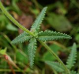 Pedicularis spicata. Часть побега. Приморский край, окр. г. Находка, обочина дороги. 08.09.2013.