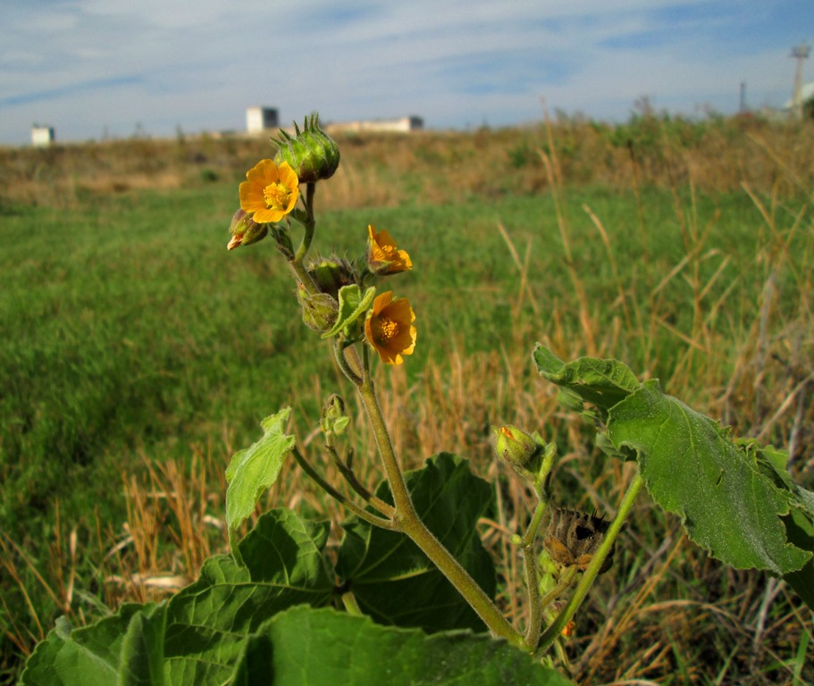 Image of Abutilon theophrasti specimen.