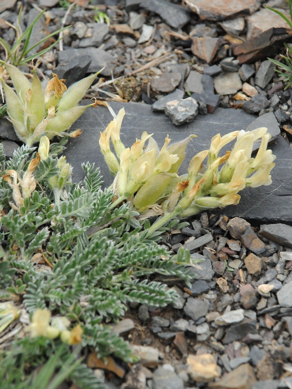 Image of Oxytropis recognita specimen.