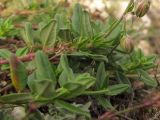 Helianthemum ovatum. Верхушка расцветающего растения. Краснодарский край, г. Новороссийск, мыс Шесхарис, прибрежный склон Маркотхского хребта. 08.09.2013.