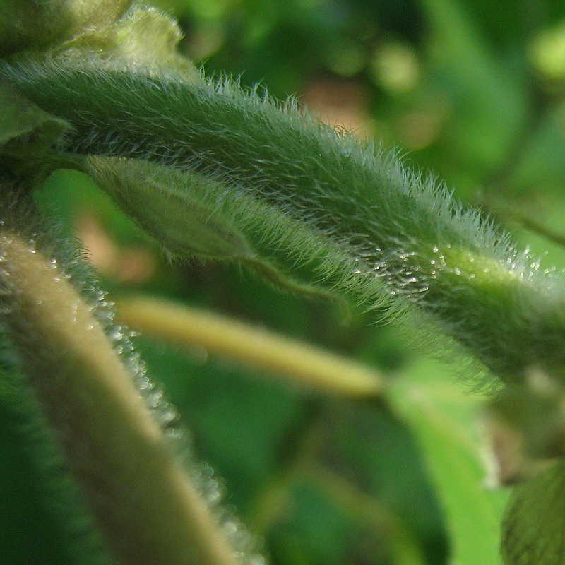 Image of Broussonetia papyrifera specimen.