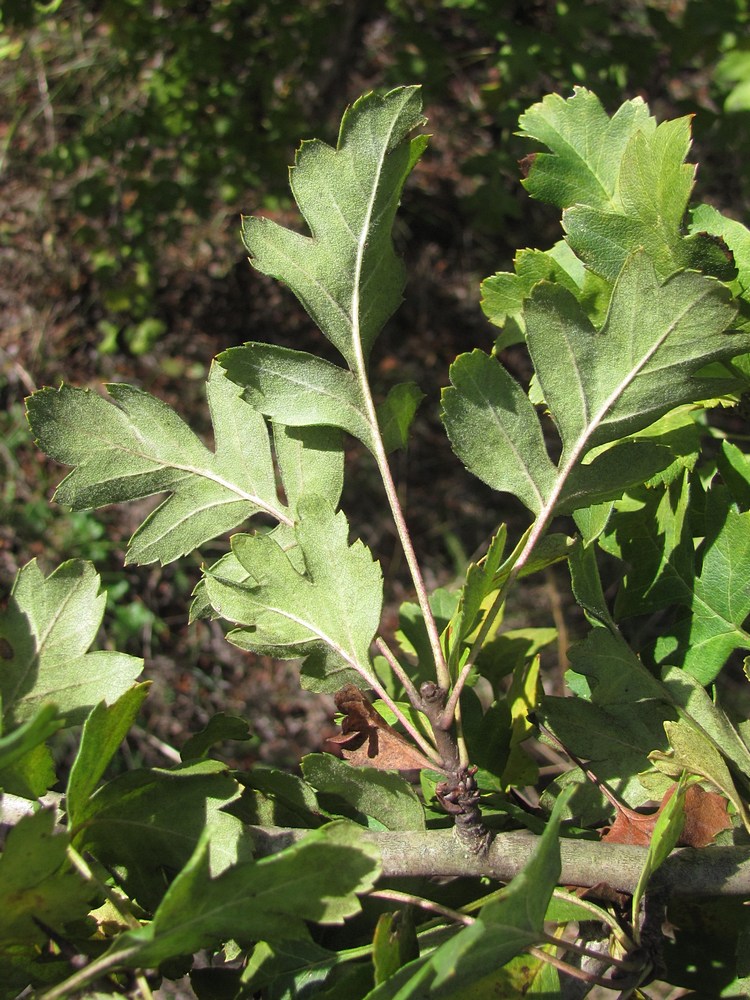 Изображение особи Crataegus pentagyna.