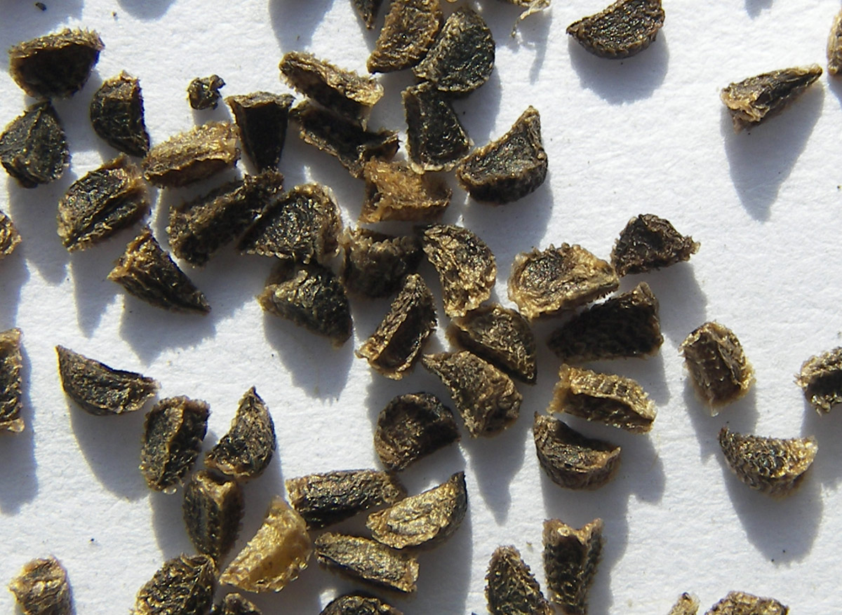 Image of Delphinium flexuosum specimen.