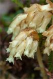 Hypopitys monotropa. Соцветия. Кольский п-ов, Терский берег Белого моря, сосновый лес рядом с дорогой, идущей вдоль побережья. 09.08.2013.