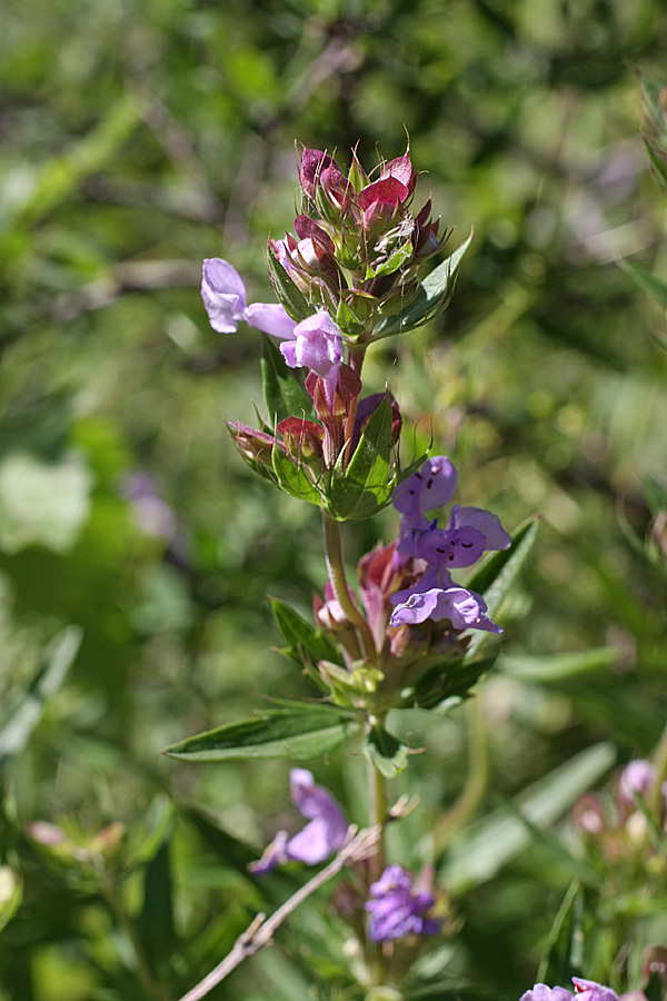 Image of Dracocephalum integrifolium specimen.