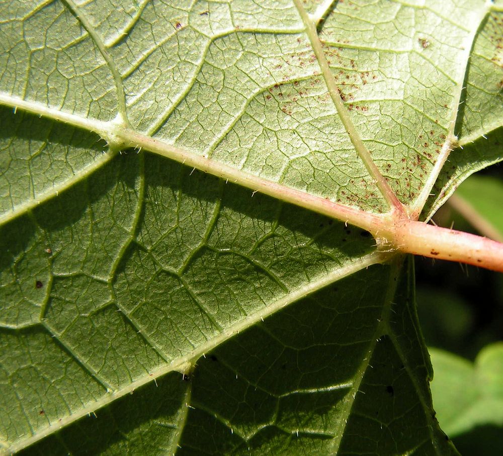 Image of Ampelopsis brevipedunculata specimen.