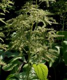 Rodgersia podophylla