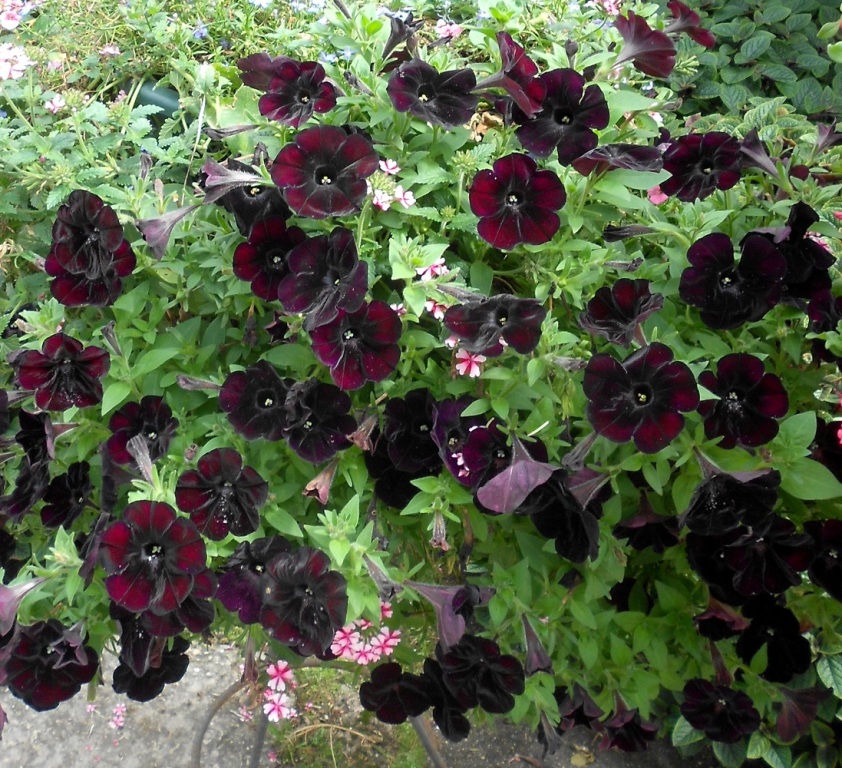 Image of Petunia × atkinsiana specimen.