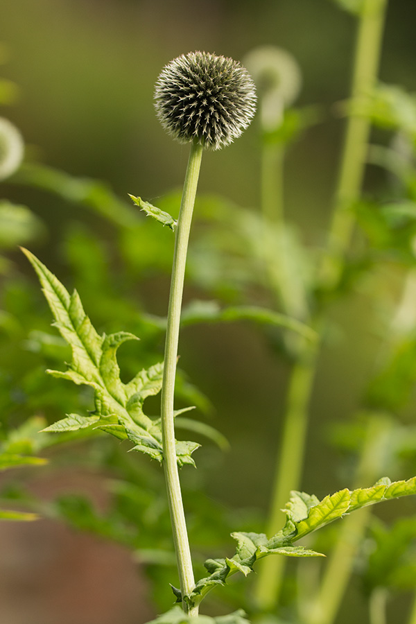 Изображение особи Echinops exaltatus.