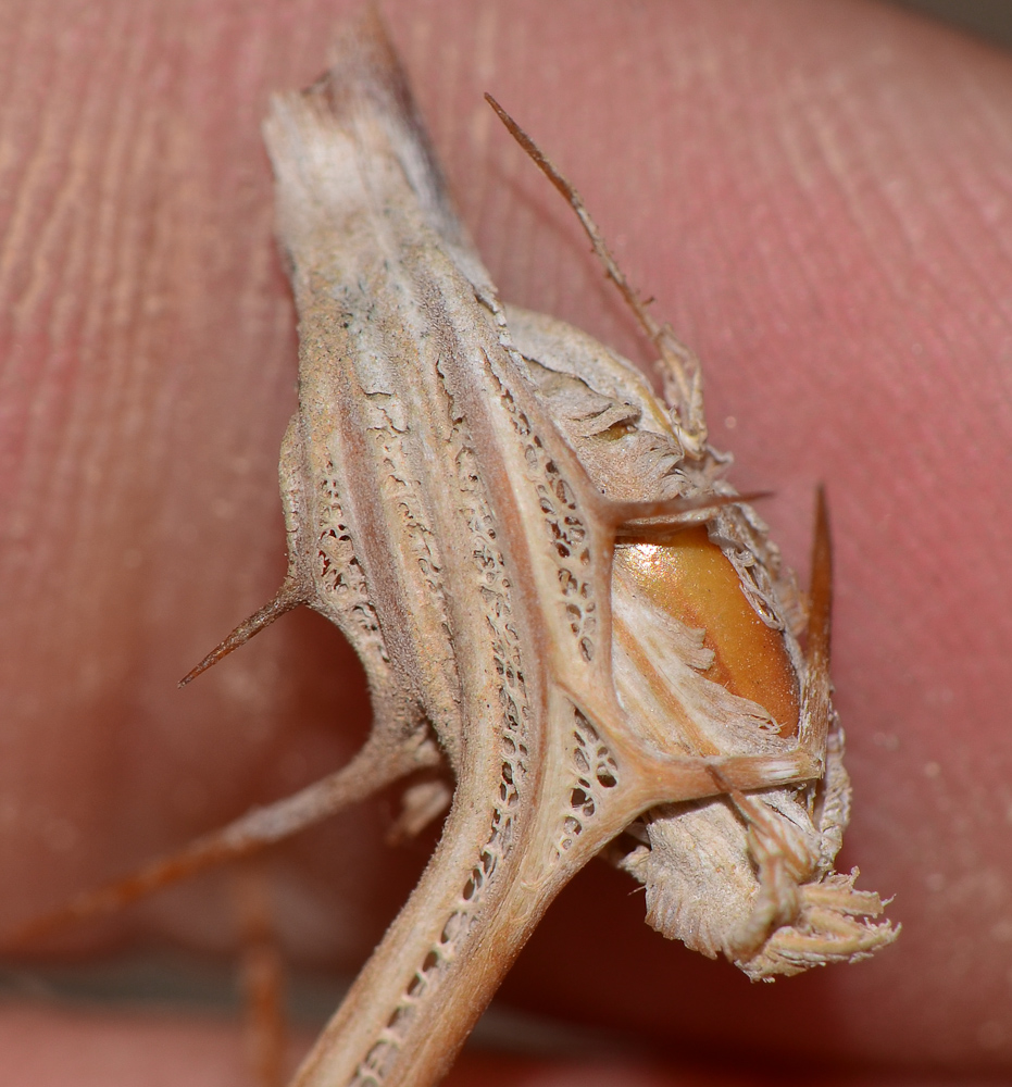 Image of Blepharis attenuata specimen.