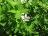 Geranium sibiricum