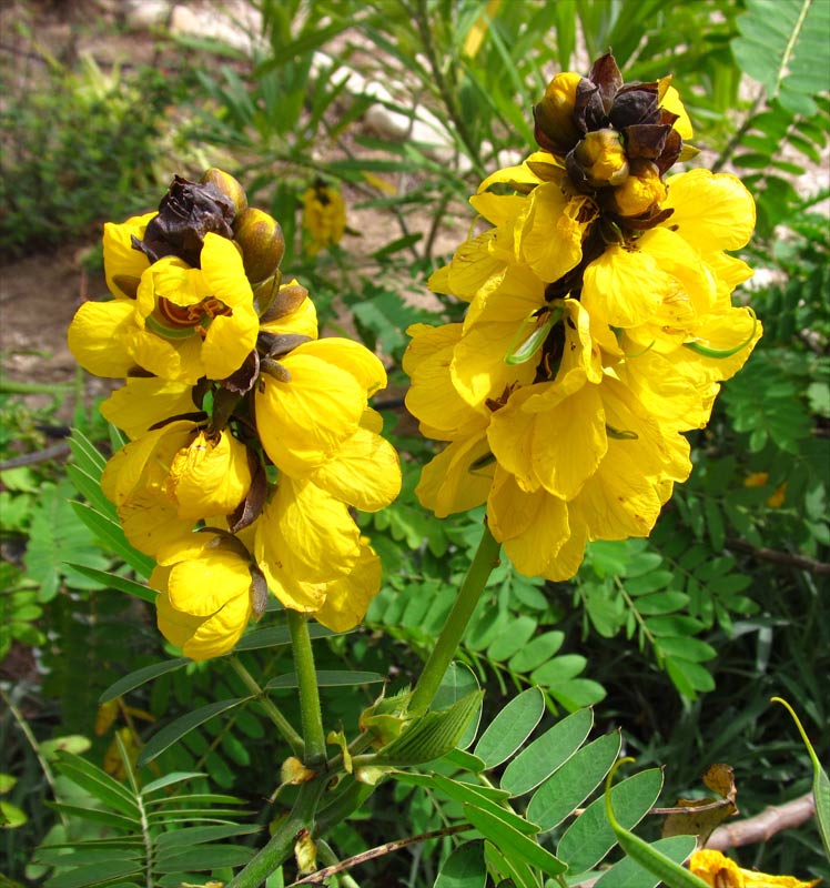 Image of Senna didymobotrya specimen.