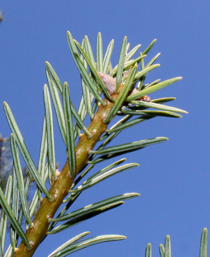 Изображение особи род Abies.