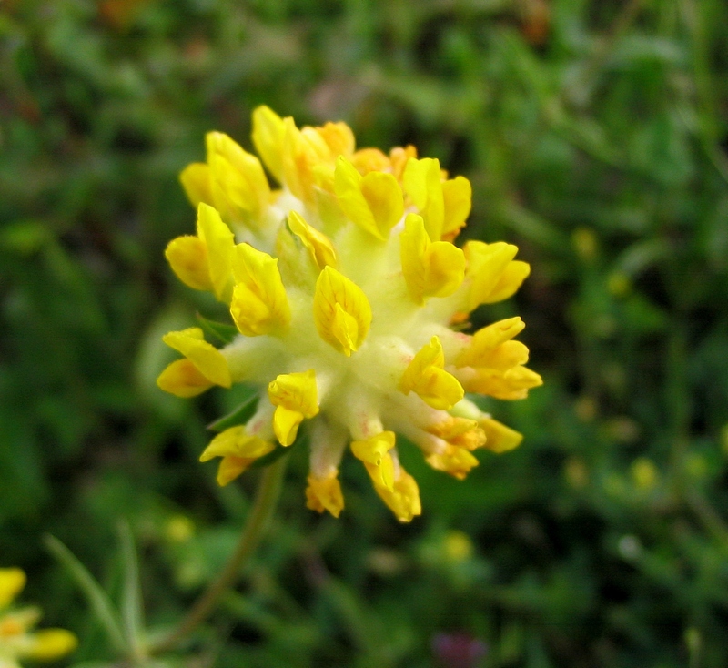 Изображение особи Anthyllis carpatica.