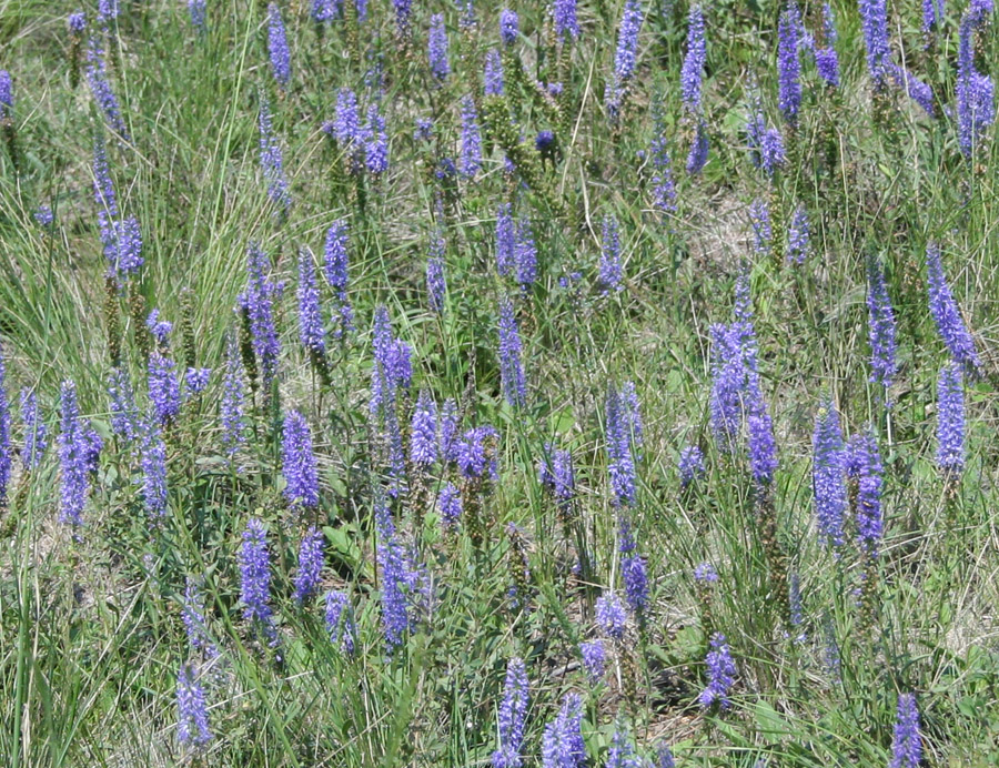 Image of Veronica spicata specimen.