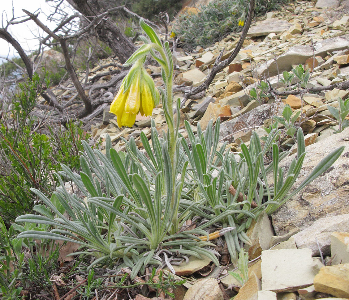 Image of Onosma taurica specimen.