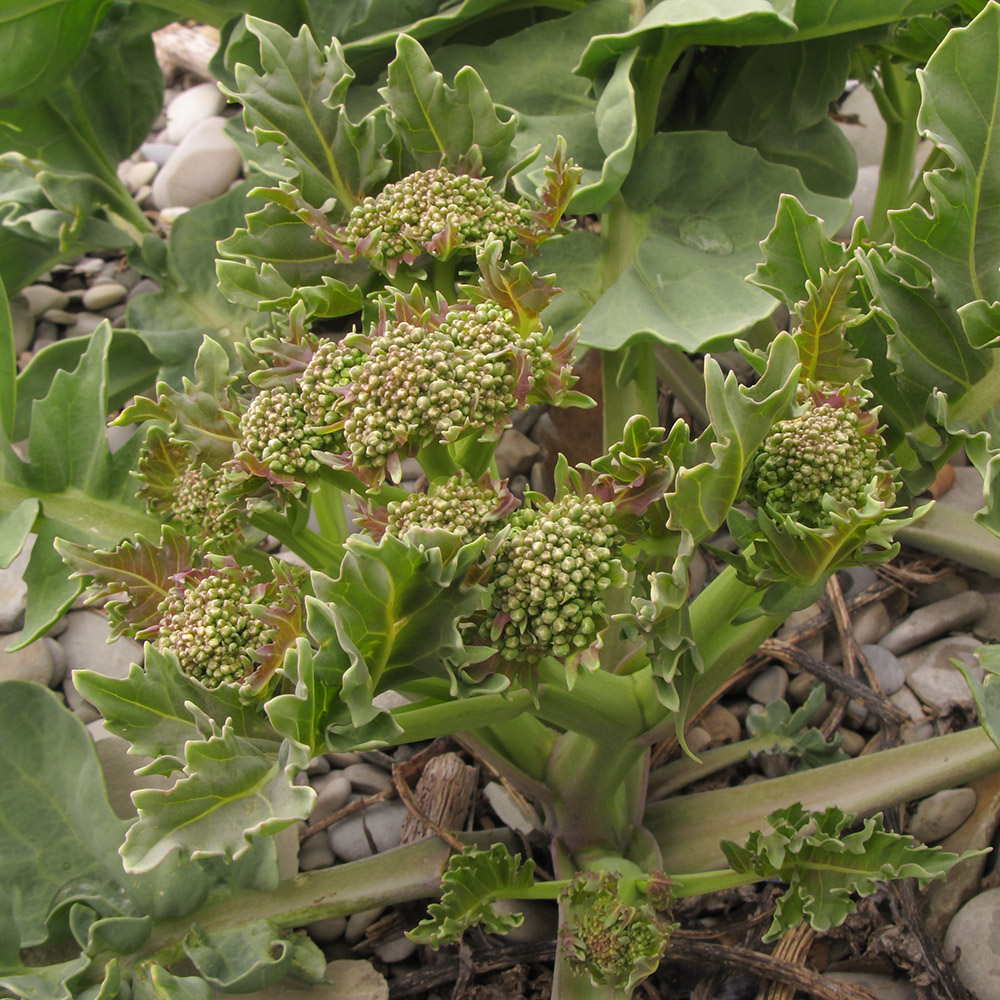 Image of Crambe maritima specimen.